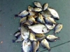 Bluegills  & crappies