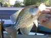 Crappie