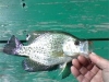 Crappie